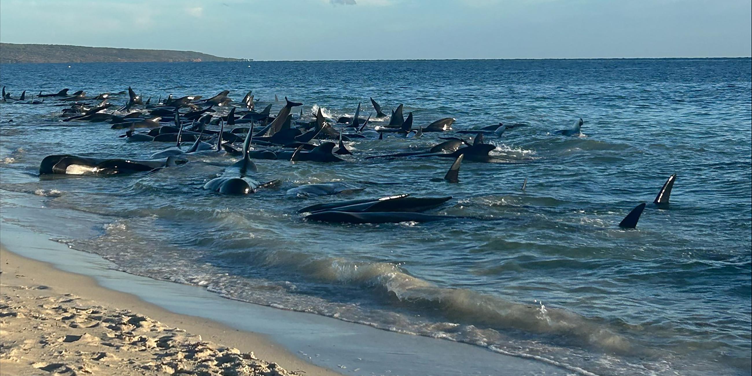 Die am 25.04.2024 zur Verfügung gestellte undatierte Aufnahme zeigt eine Massenstrandung von Grindwalen in Toby's Inlet in Westaustralien. 