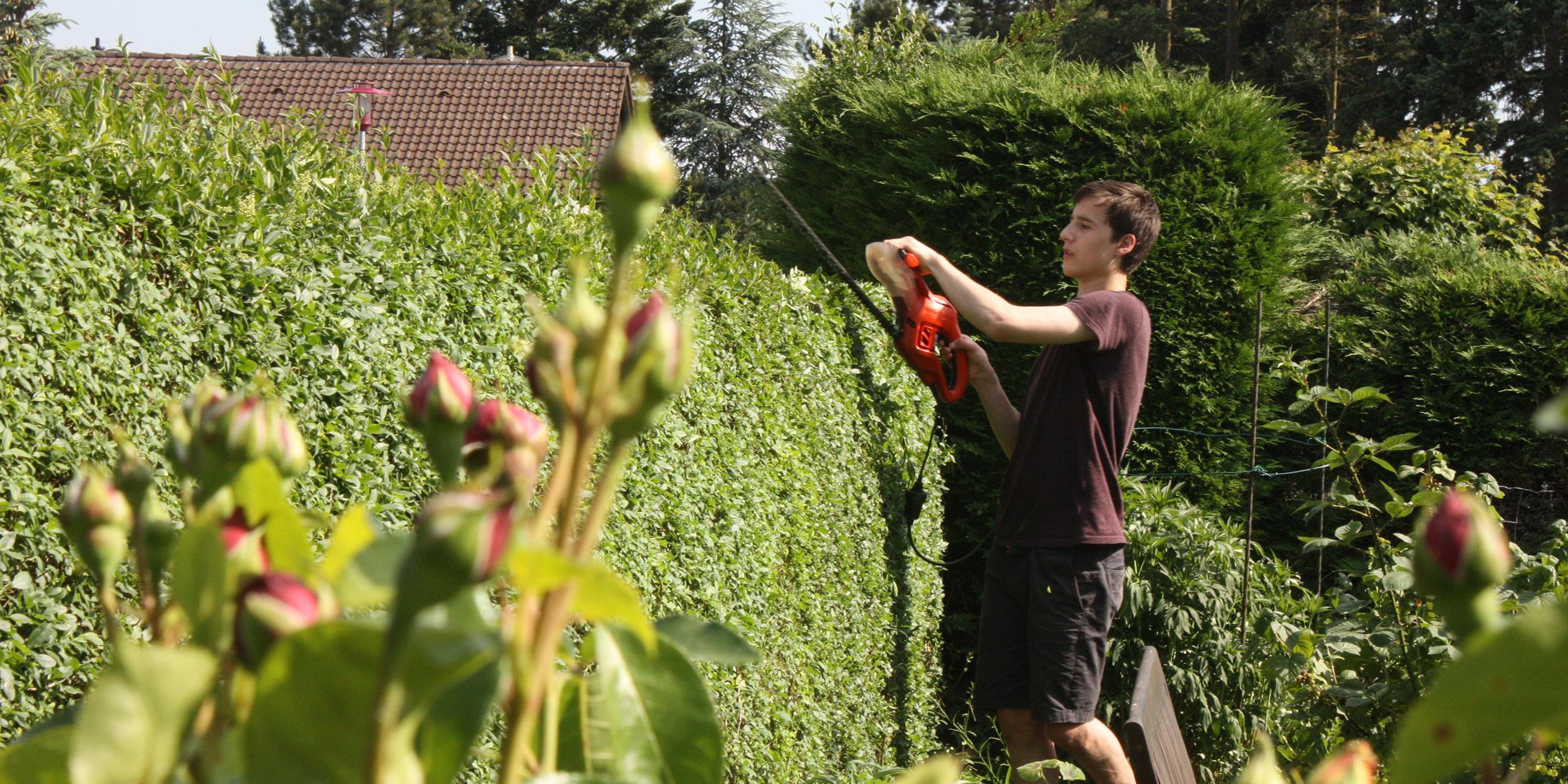Junger Mann schneidet eine Hecke in seinem Garten