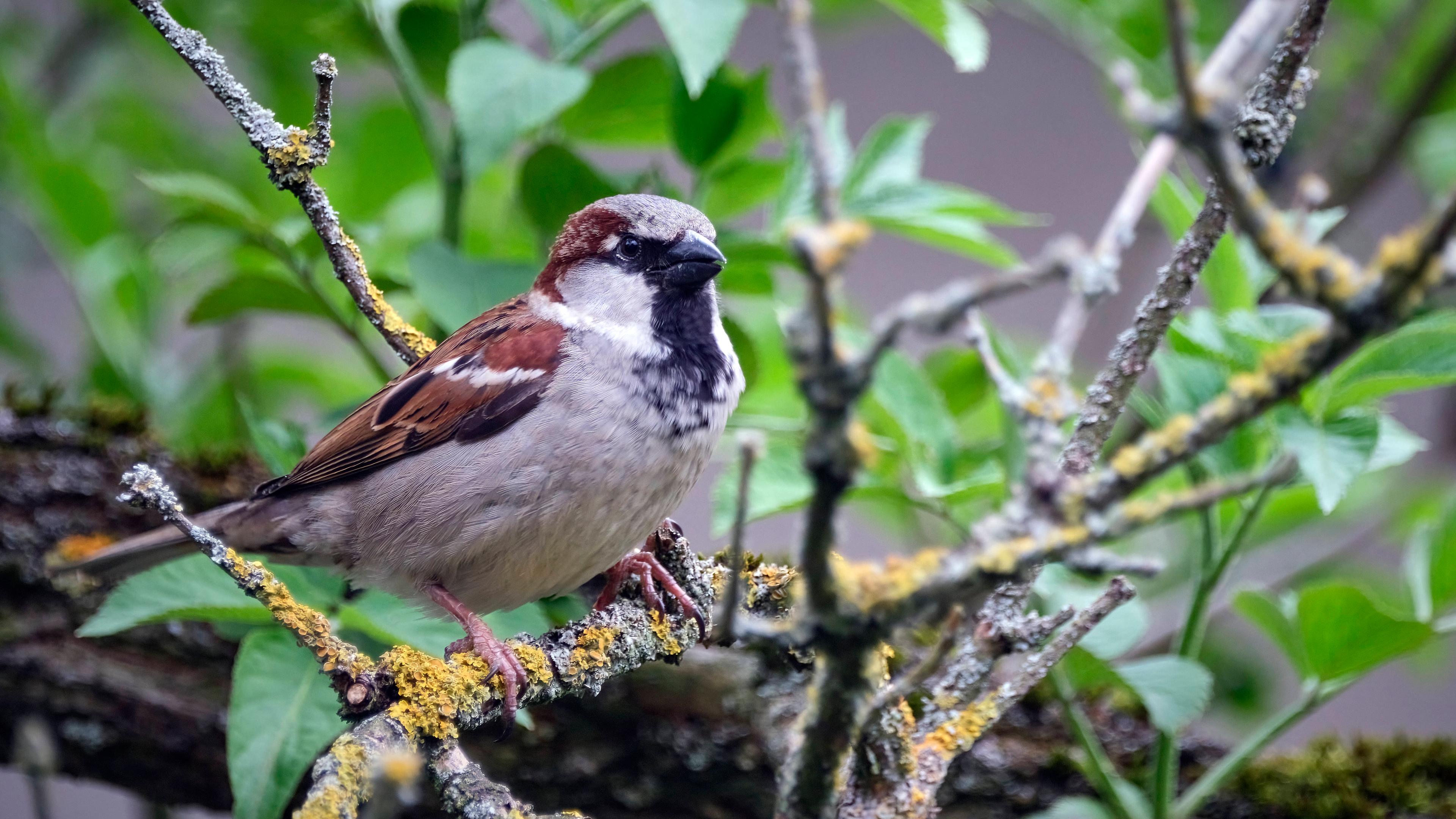 Ein Haussperling ( Passer domesticus ), auch Spatz oder Hausspatz genannt, sitzt auf einem Ast.